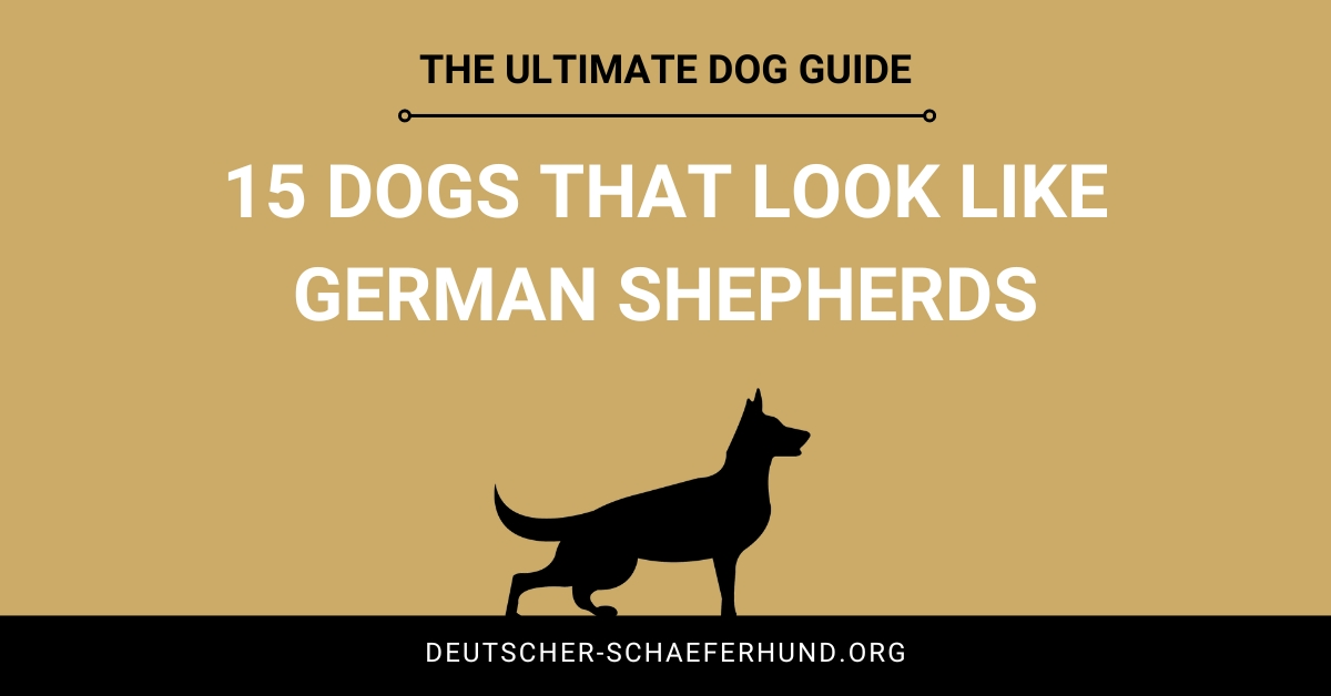 15 Hunde, die wie Deutsche Schäferhunde aussehen