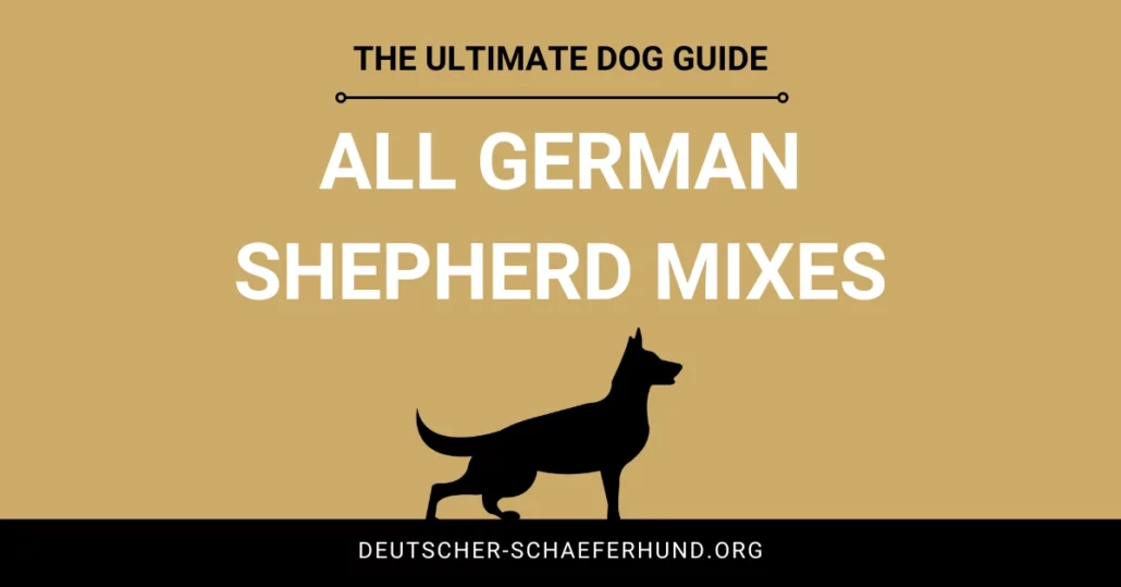 Todas las mezclas de pastores alemanes