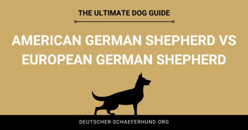 American German Shepherd vs European German Shepherd