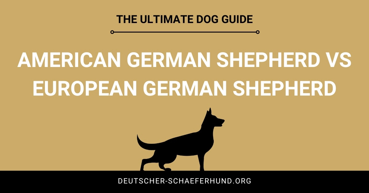 Amerikanischer Deutscher Schäferhund vs. Europäischer Deutscher Schäferhund