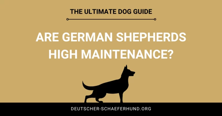 Are German Shepherds High Maintenance
