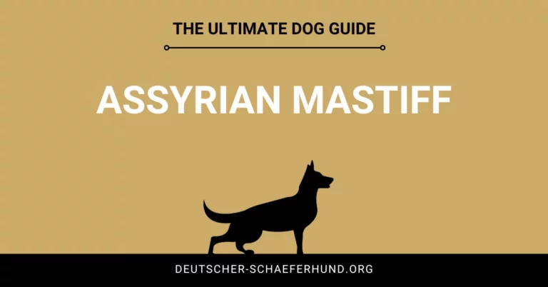 Assyrian Mastiff
