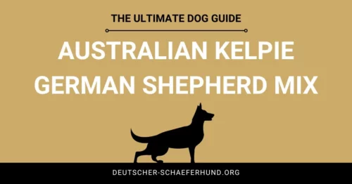 Australian Kelpie Deutscher Schäferhund Mix