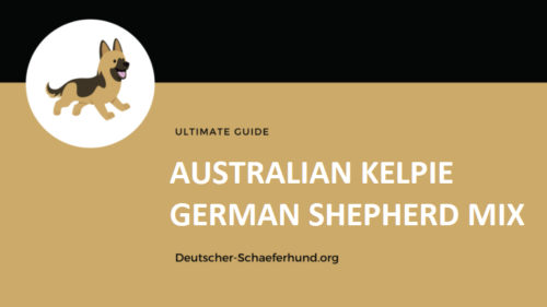 Australian Kelpie Deutscher Schäferhund Mix