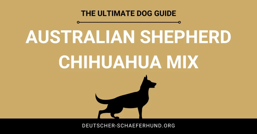 Australian Shepherd Chihuahua Mix