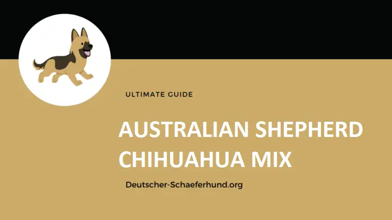 Mezcla de pastor australiano y chihuahua
