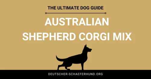 Australian Shepherd Corgi Mix