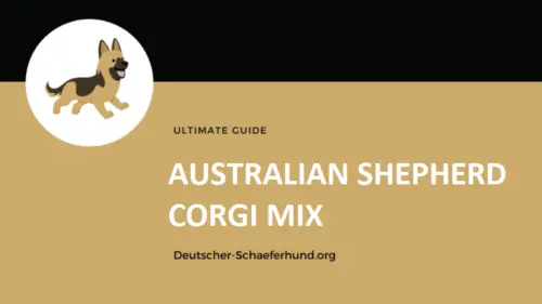 Australian Shepherd Corgi Mix