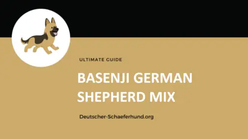 Basenji Deutscher Schäferhund Mix