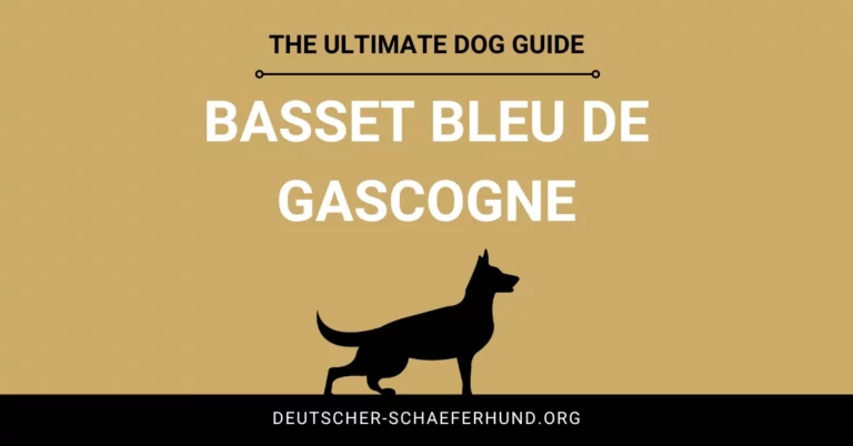 Basset Bleu De Gascogne