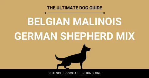 Belgischer Malinois Deutscher Schäferhund Mix