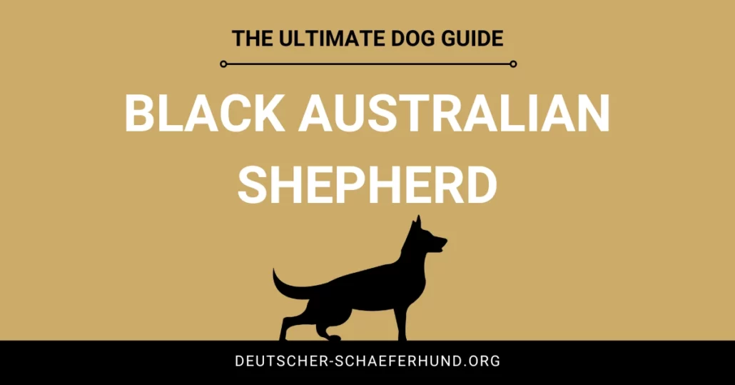 Schwarzer Australischer Schäferhund