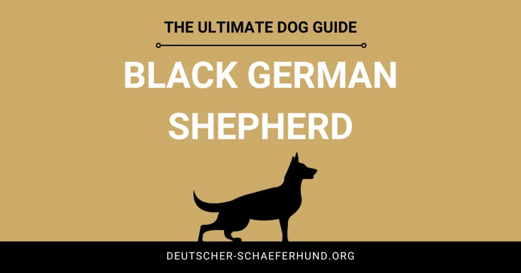 Schwarzer Deutscher Schäferhund