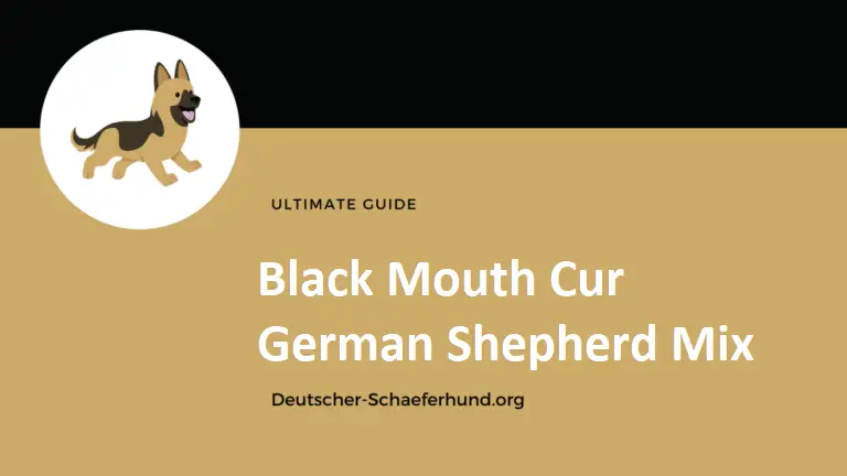 Mezcla de pastor alemán Black Mouth Cur