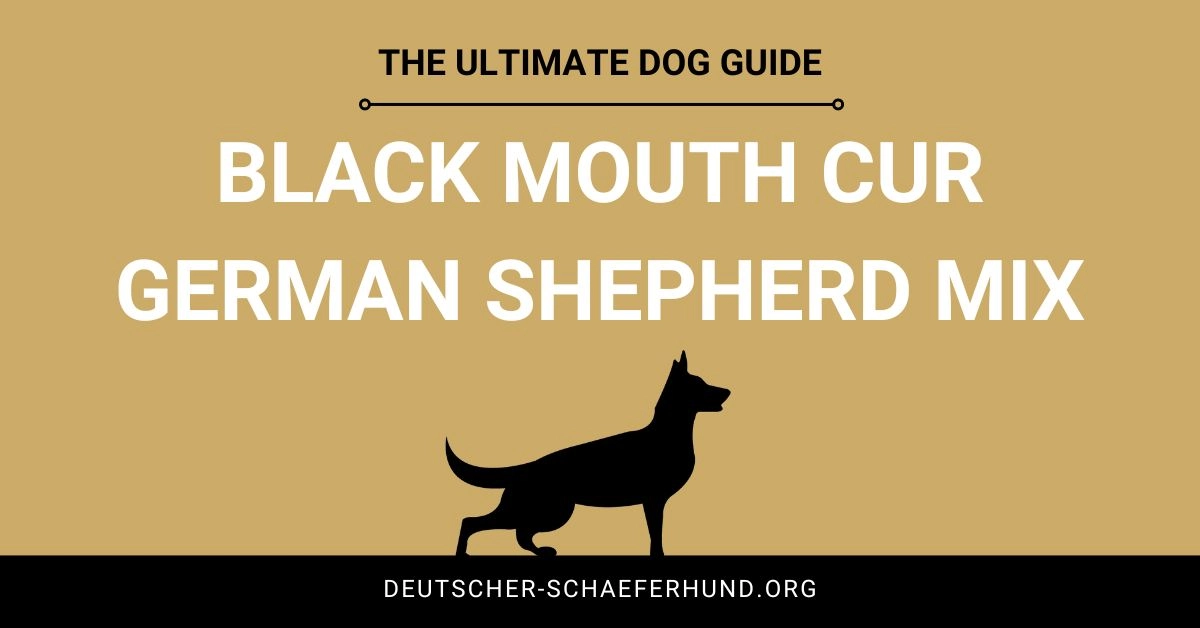 Black Mouth Cur German Shepherd Mix