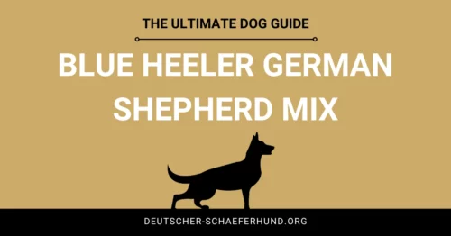 Blue Heeler German Shepherd Mix