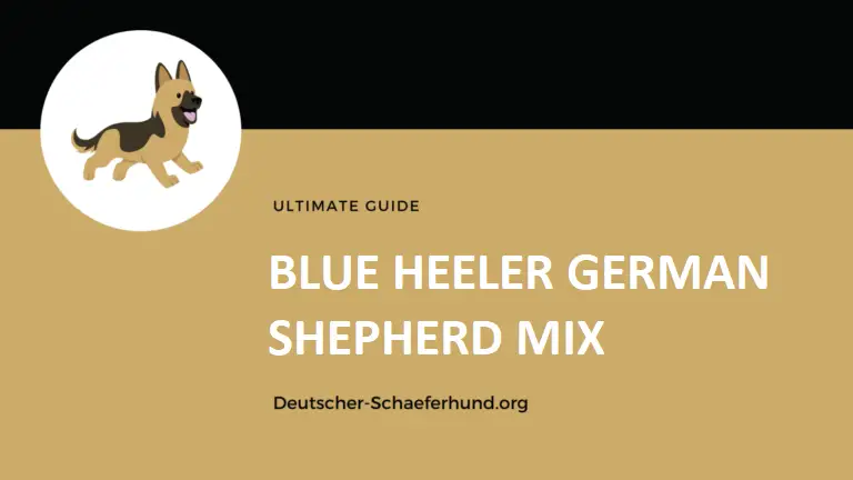 Mezcla de pastor alemán Blue Heeler