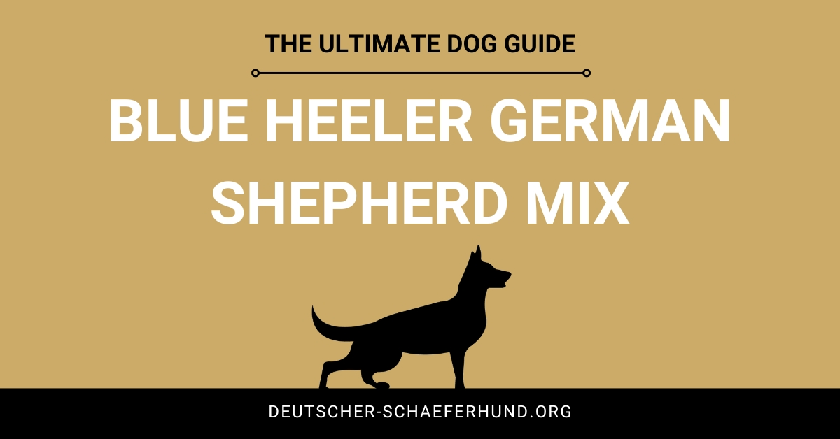 Blue Heeler Deutscher Schäferhund Mix