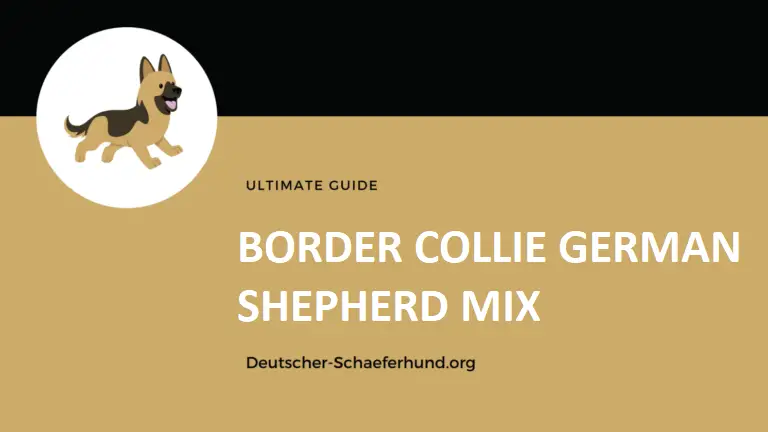 Border Collie German Shepherd Mix