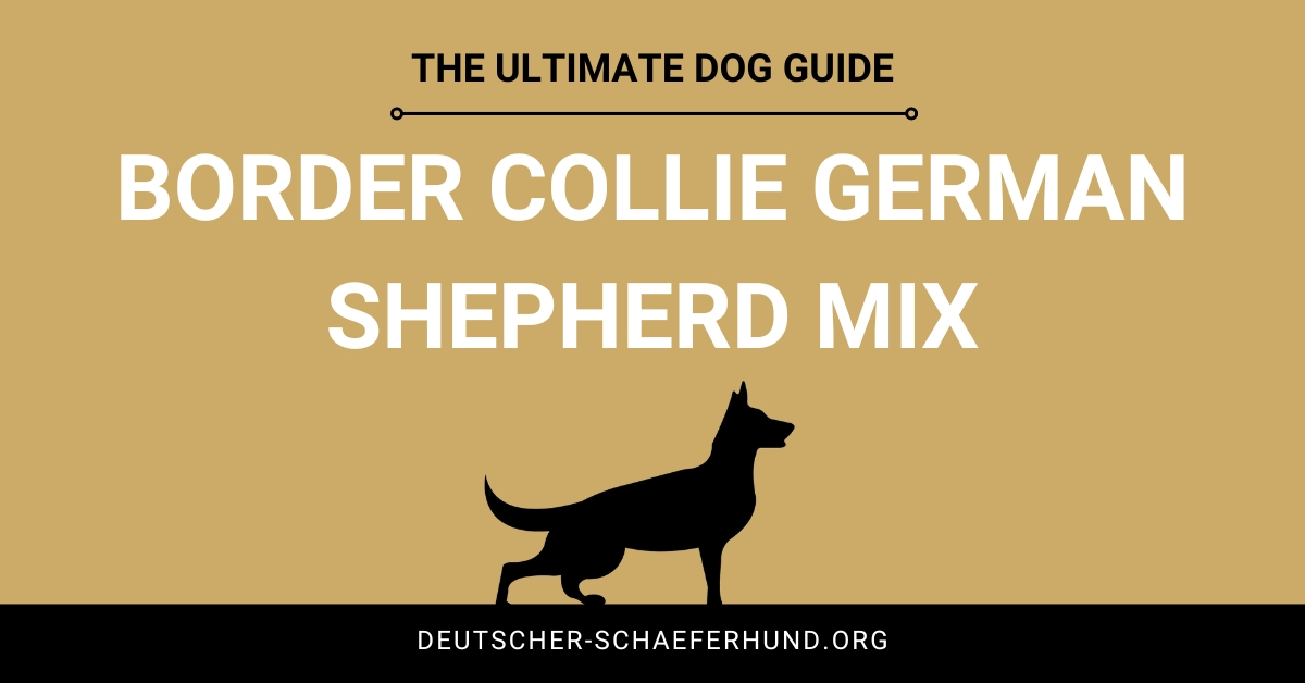 Border Collie Deutscher Schäferhund Mix