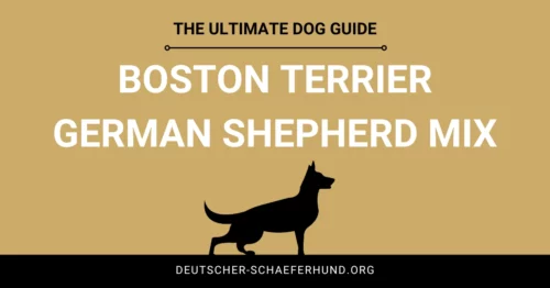 Boston Terrier Mezcla de Pastor Alemán