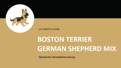 Boston Terrier German Shepherd Mix