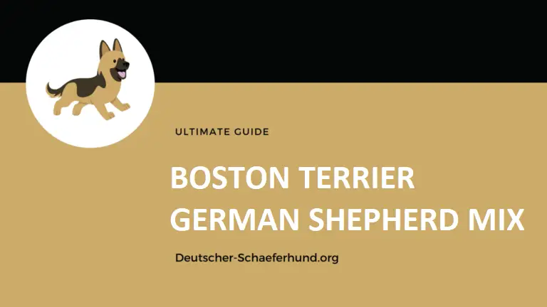 Boston Terrier Mezcla de Pastor Alemán