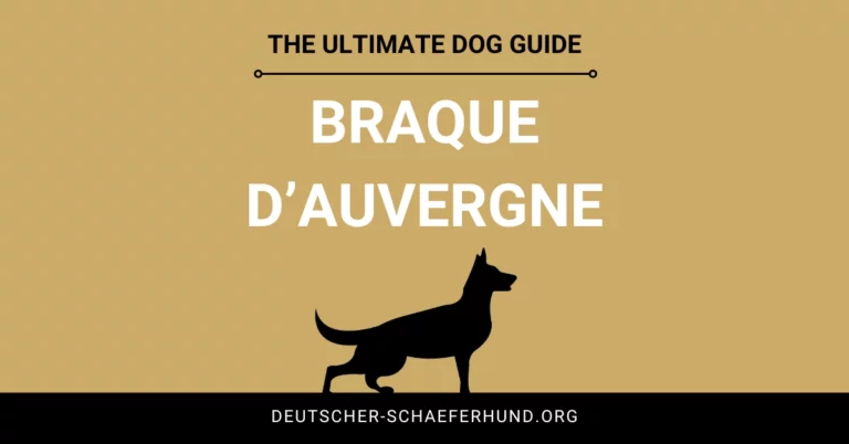 Braque d’Auvergne