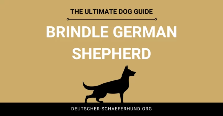Gestromter Deutscher Schäferhund
