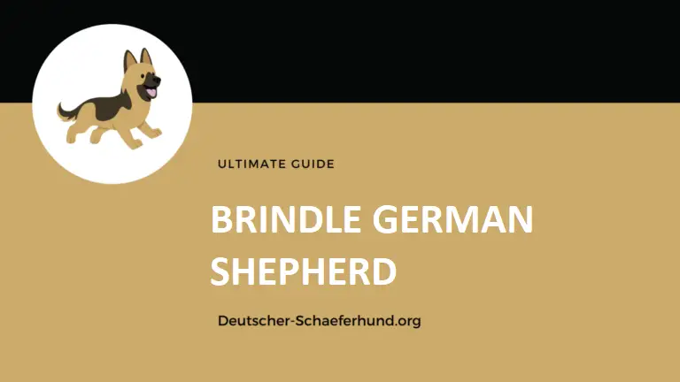 Brindle German Shepherd
