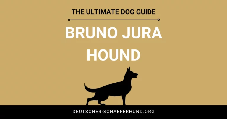 Bruno Jura Hound