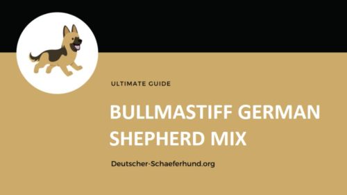 Bullmastiff Deutscher Schäferhund Mix