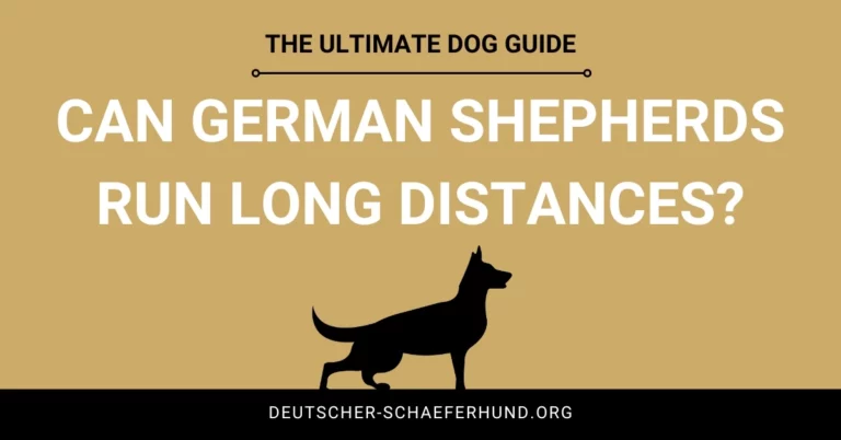 ¿Pueden los pastores alemanes correr largas distancias?