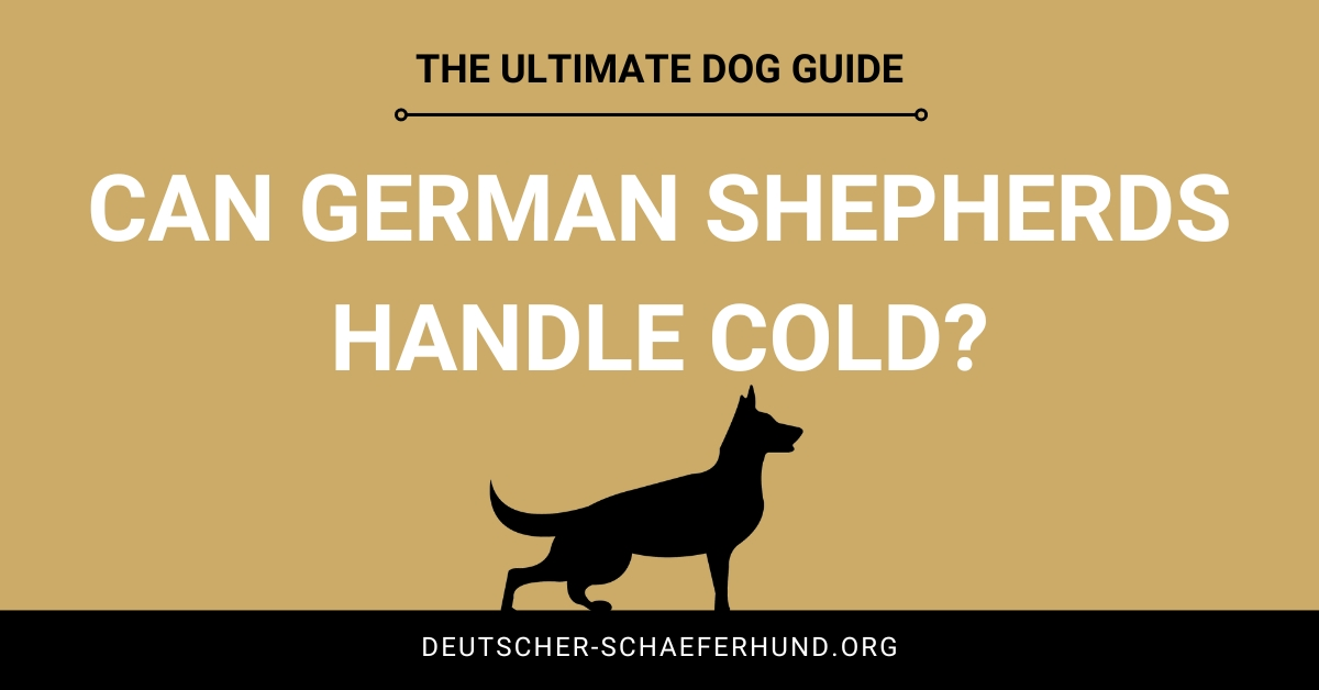 Können Deutsche Schäferhunde mit Kälte umgehen?