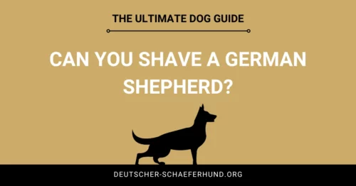 Can you Shave a German Shepherd