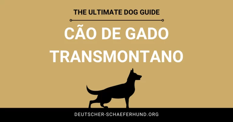 Cão de Gado Transmontano