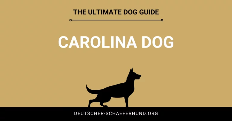 Carolina Dog