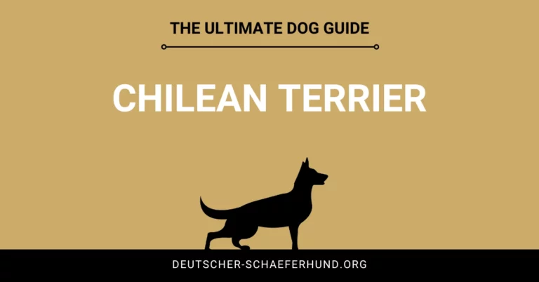 Chilean Terrier