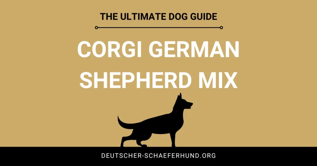 Corgi Schäferhund Mix