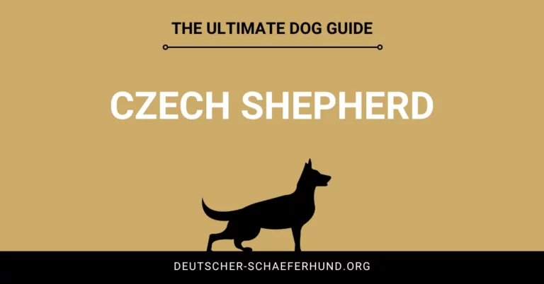 Tschechischer Schäferhund