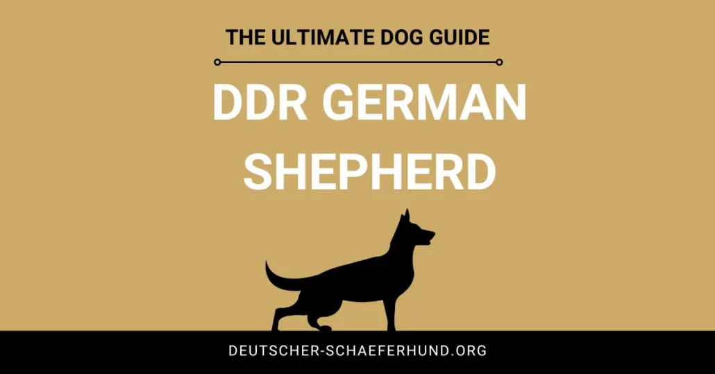 DDR German Shepherd