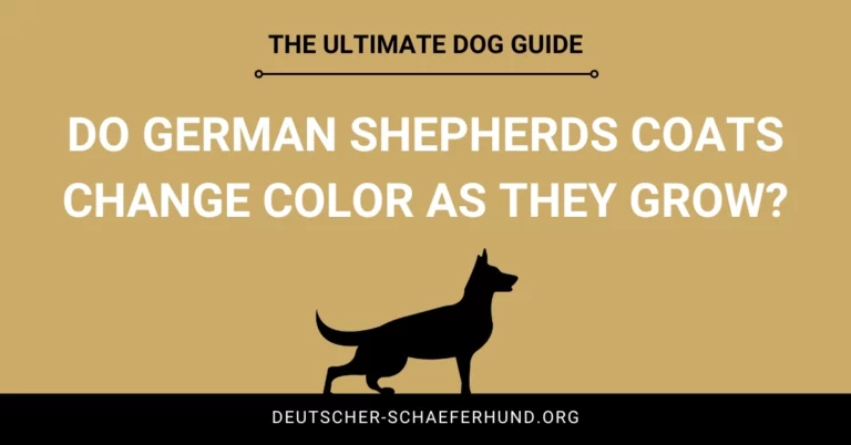 Do German Shepherds Coats Change Color As They Grow