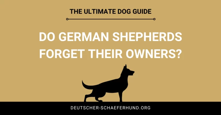 Vergessen Deutsche Schäferhunde ihre Besitzer?