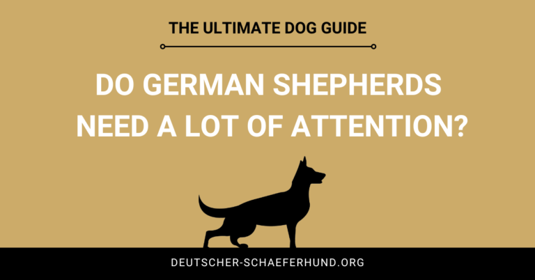 Brauchen Deutsche Schäferhunde viel Aufmerksamkeit?