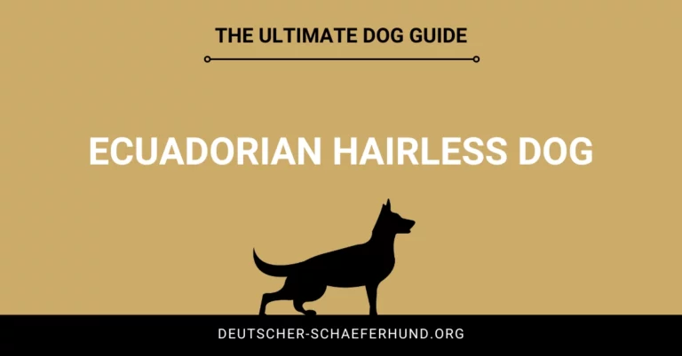 Ecuadorian Hairless Dog
