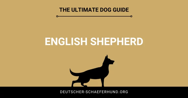 English Shepherd