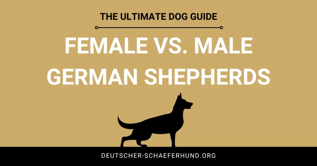 Female vs. Male German Shepherds