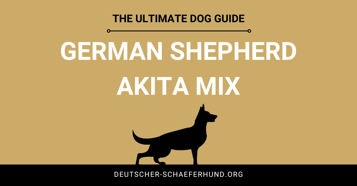 Deutscher Schäferhund Akita Mix