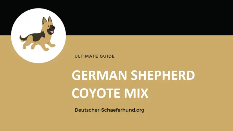 Deutscher Schäferhund-Kojote-Mix