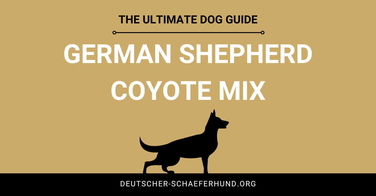 Mezcla de pastor alemán y coyote